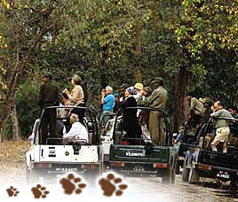 bandhavgarh national park impression