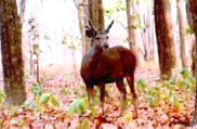 Fauna Of Maharashtra