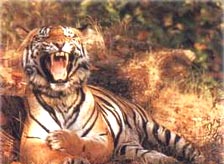 Accommodation in Kanha 