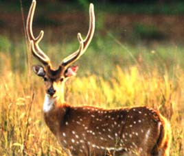 Borivali National Park