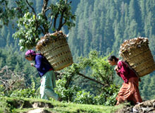 darjeeling gangtok