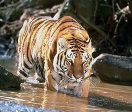 Nehru Zoological Park, Andhra