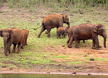 Ooty Kumarakom Tour