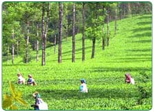 Tea Tourism In India