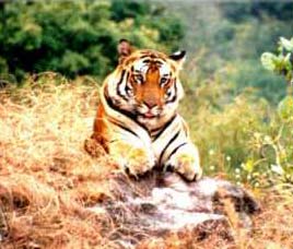 Tiger Kanha