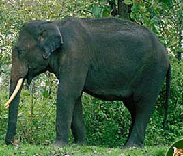 Indian Elephant Elephant