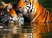 Wildlife Tour Packages India