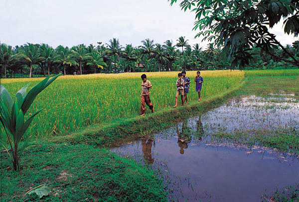 Kerala Culture Images