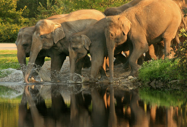 indira gandhi wildlife sanctuary and national park
