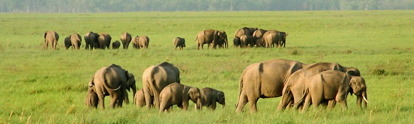 Rajaji National Park, Uttarakhand