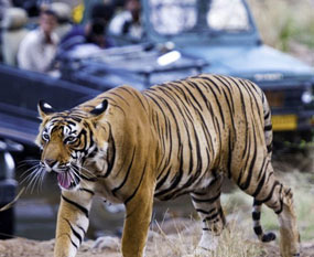 Golden Triangle Tour With Ranthambore