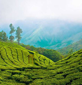 Munnar