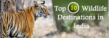 Famous Wildlife Sanctuaries in India -IHPL