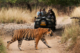 Jeep Safari in Ranthambore