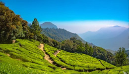 Munnar and Alleppey Tour