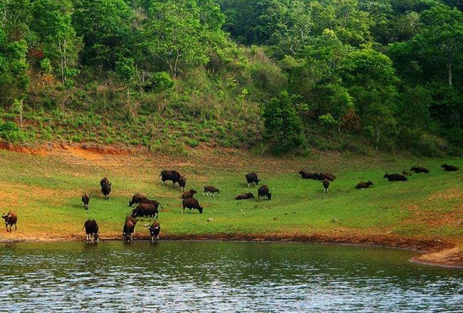 Photo Gallery of Rajiv Gandhi Wildlife Sanctuary- Explore Rajiv Gandhi ...