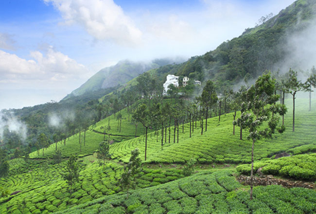 Photo Gallery of Munnar Hill Station- Explore Munnar Hill Station with ...