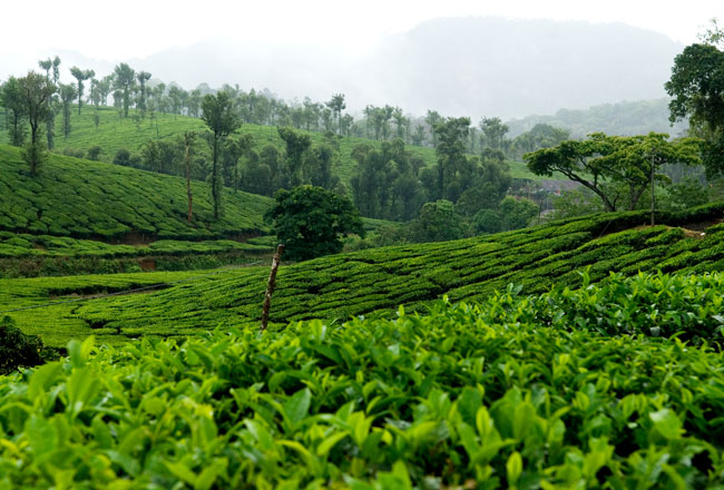 Photo Gallery of Palakkad Hill Station- Explore Palakkad Hill Station ...