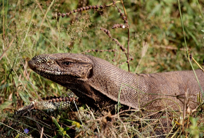 National Chambal Sanctuary, National Chambal Sanctuary in UP, UP ...