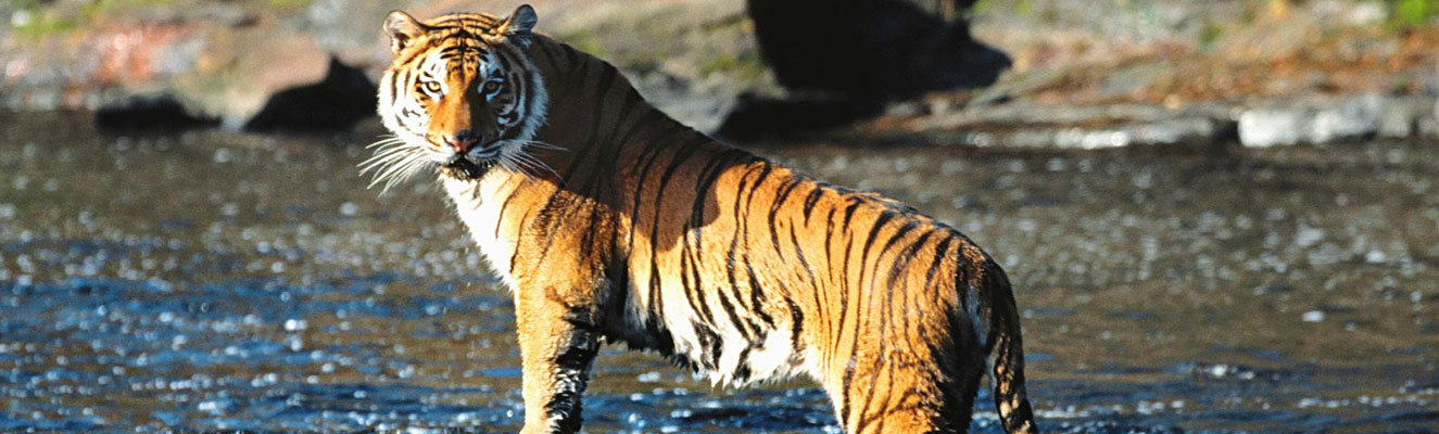 Sundarbans National Park, West Bengal