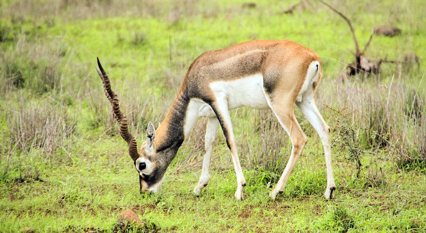 Gir-National-Park2