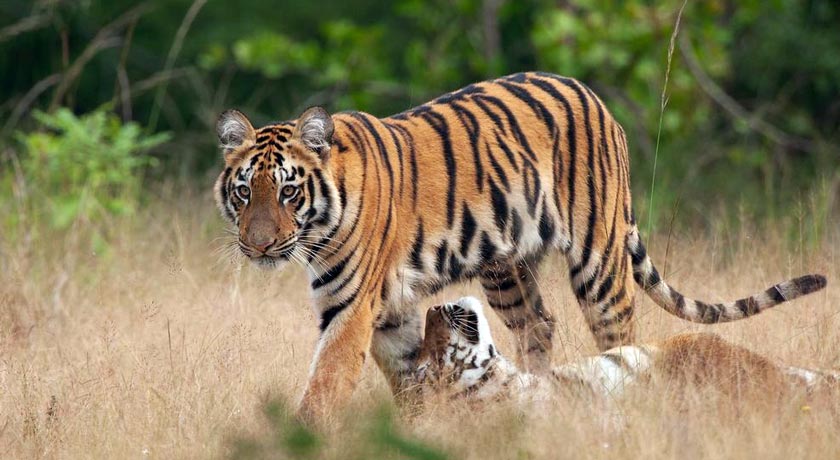 Tadoba-Wildlife