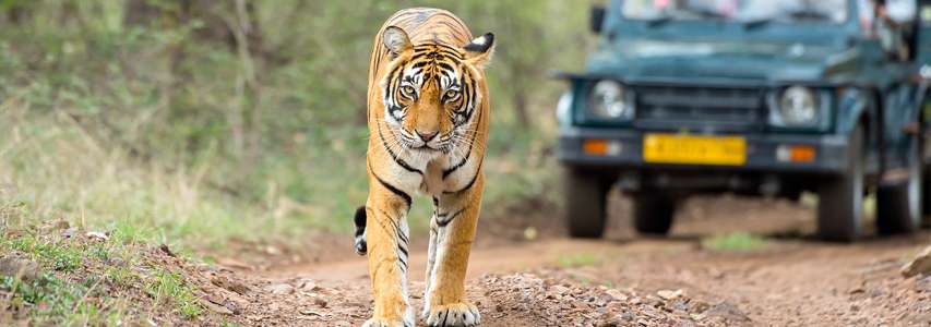 Bandhavgarh National Park