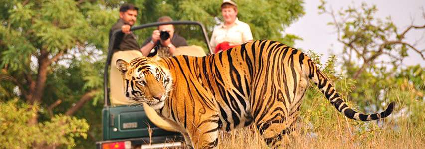 Jim Corbett National Park