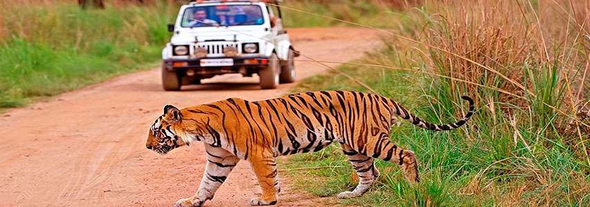 Pench National Park