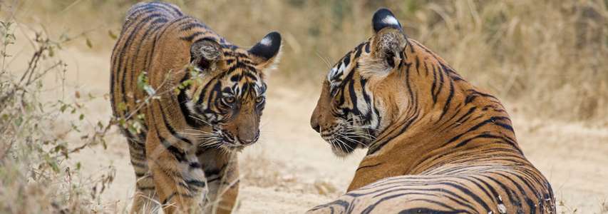 Ranthambore