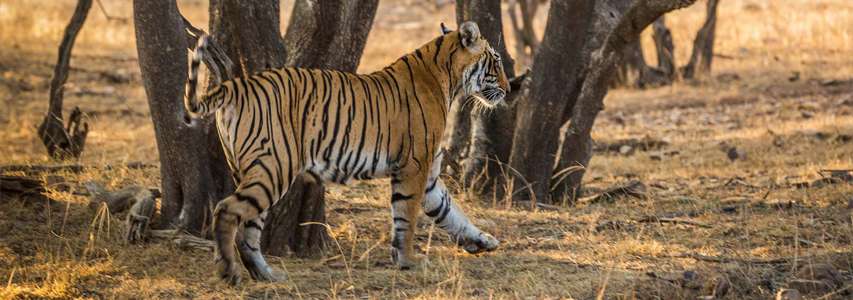 Ranthambhore