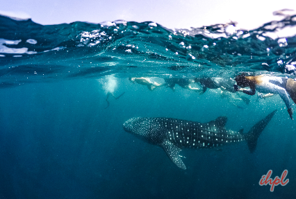 cebu swimming in maldives