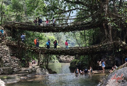 Living Root Bridge