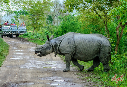 Jeep safari