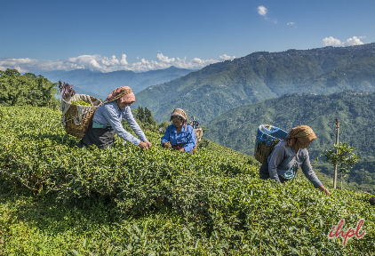 Tea Garden