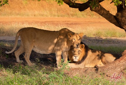 Book Gir Tour Packages, Safari Packages | 2 Nights 3 Days Gir Tour