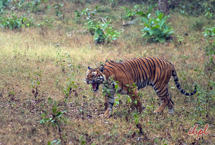  Periyar Tiger Reserve