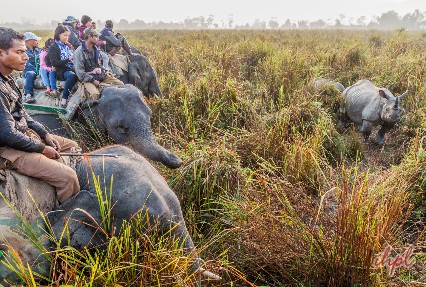 Elephat ride