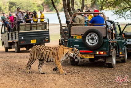 jeep safari ranthambore national park