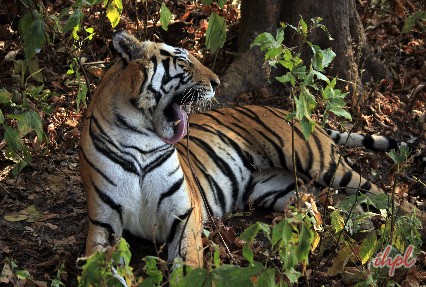 tiger in national park