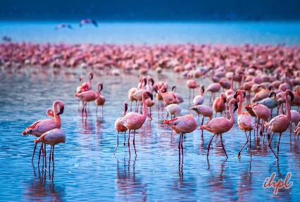 Lake Nakuru Lake in Kenya