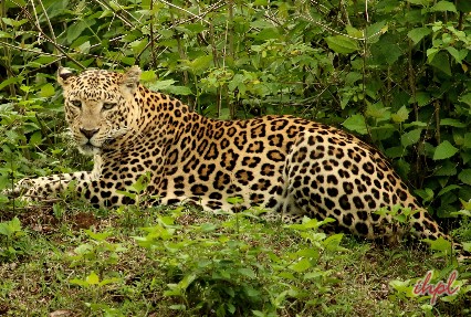  Bandipur National Park, Karnataka