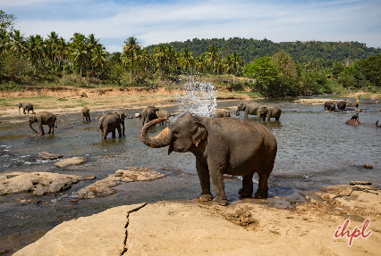 Pinnawala Elephant Orphanage