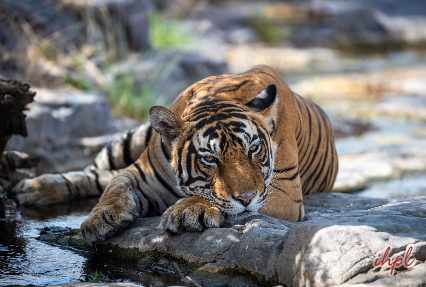 jim corbett national park