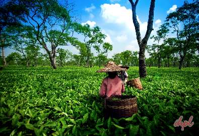 tea garden 