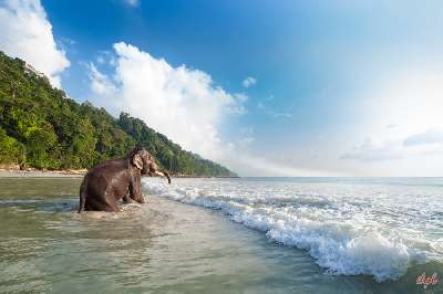 short-escape-to-andaman-gallery-3