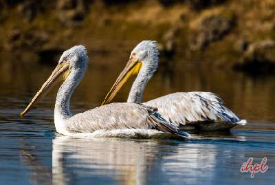 Birding & Tiger Tour