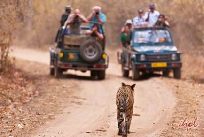 Central India - Royal and Tribal Experience