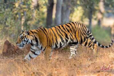 Central India Tiger Tour