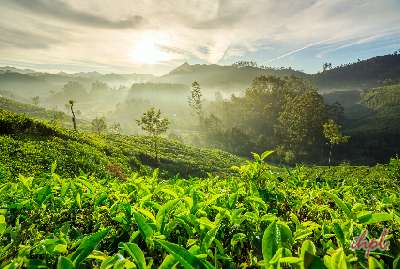 Beautiful Darjeeling Tour